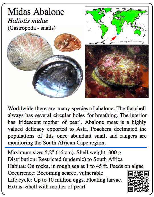 School project fact-card sample